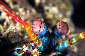 Mantis shrimp, by EunJae. Licensed under Creative Commons