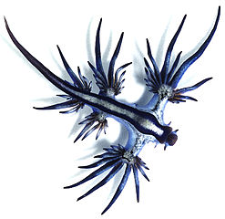 Glaucus atlanticus. Image from Wikimedia Commons.