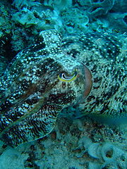 Broadclub cuttlefish. Image by Tongjin, licensed under GNU FDL