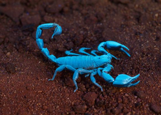 Scorpion under UV light. Photographer: Alan Henderson. Source: Museum Victoria