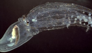 Glass octopus (Vitreledonella).