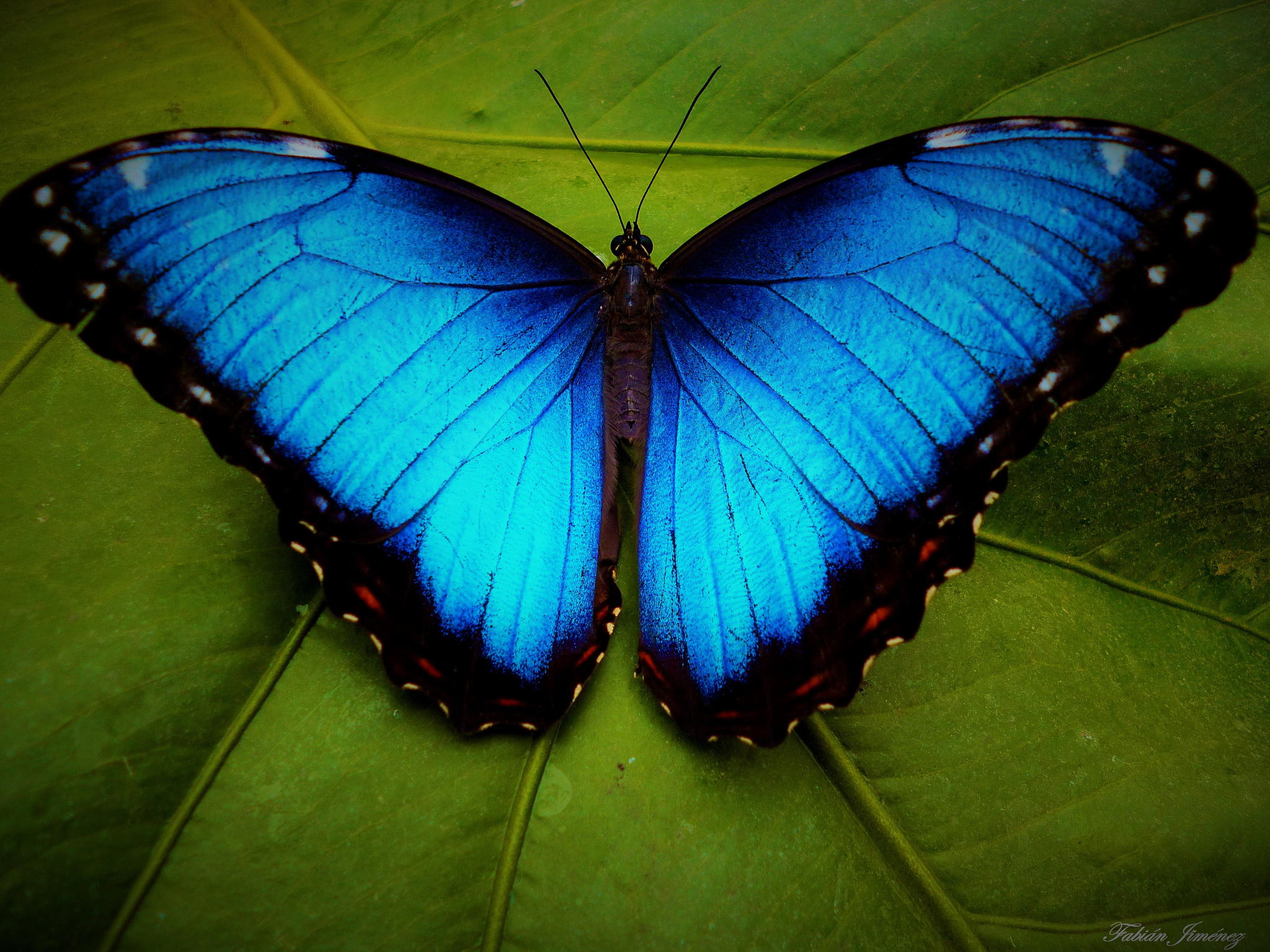 blue-morpho-butterfly